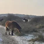 Tiny De Haas Luxe Met Heerlijk Terras En Infraroodsauna * Egmond aan Zee