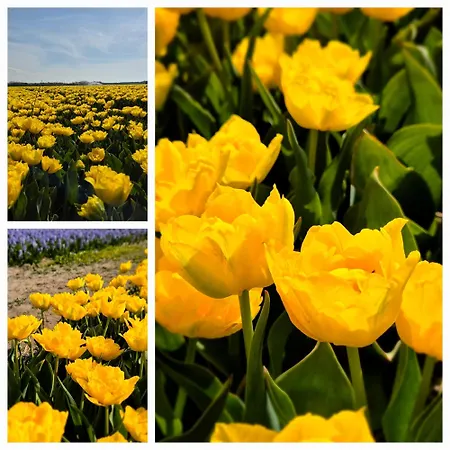 公寓 Tiny De Haas Met Infraroodsauna