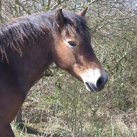 Tiny De Haas Met Infraroodsauna 公寓 海边的艾格蒙特