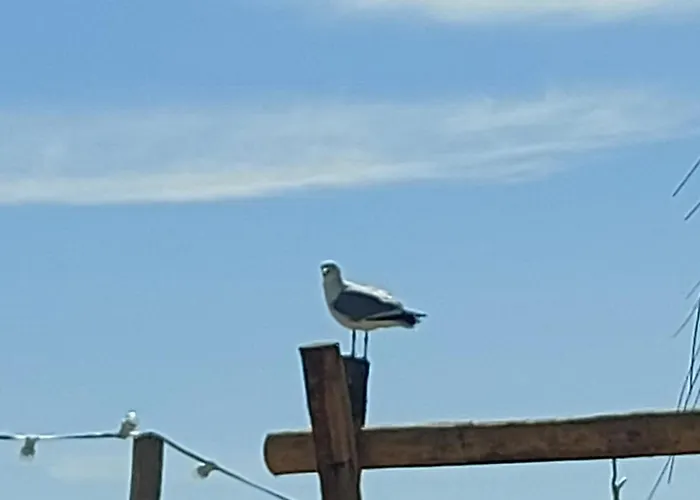 Tiny Villa de Haas met prive Infraroodsauna *