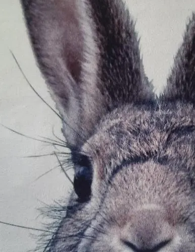 Tiny Villa De Haas Luxe Studio Met Heerlijk Terras En Infraroodsauna