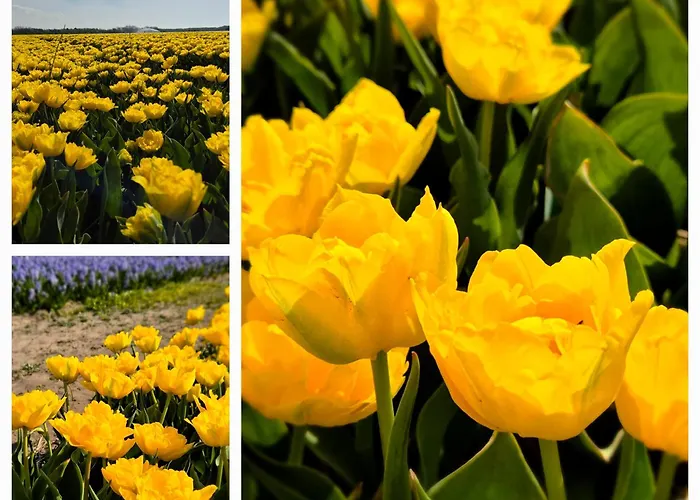 Apartmán Tiny Villa De Haas Luxe Studio Met Heerlijk Terras En Infraroodsauna