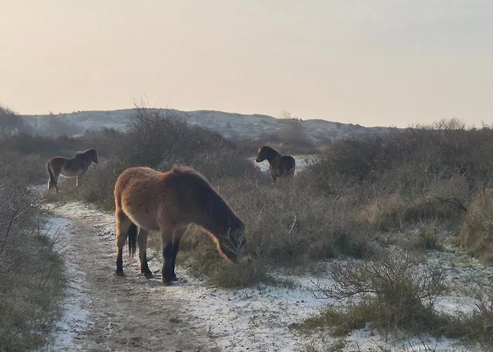 Tiny Villa de Haas met prive Infraroodsauna * Egmond aan Zee